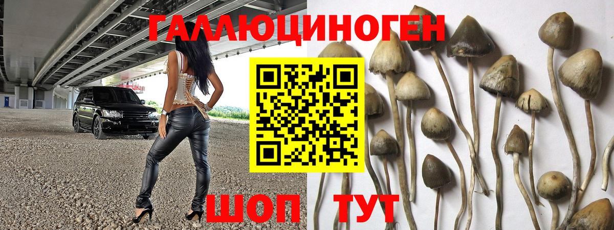 Псилоцибиновые грибы Psilocybe Тамбов